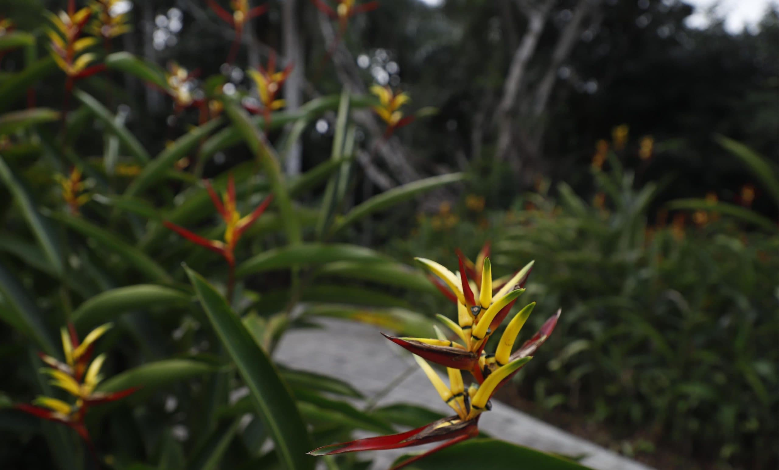 Summit: Primer Jardín Botánico certificado de Panamá fortalece la educación ambiental y científica