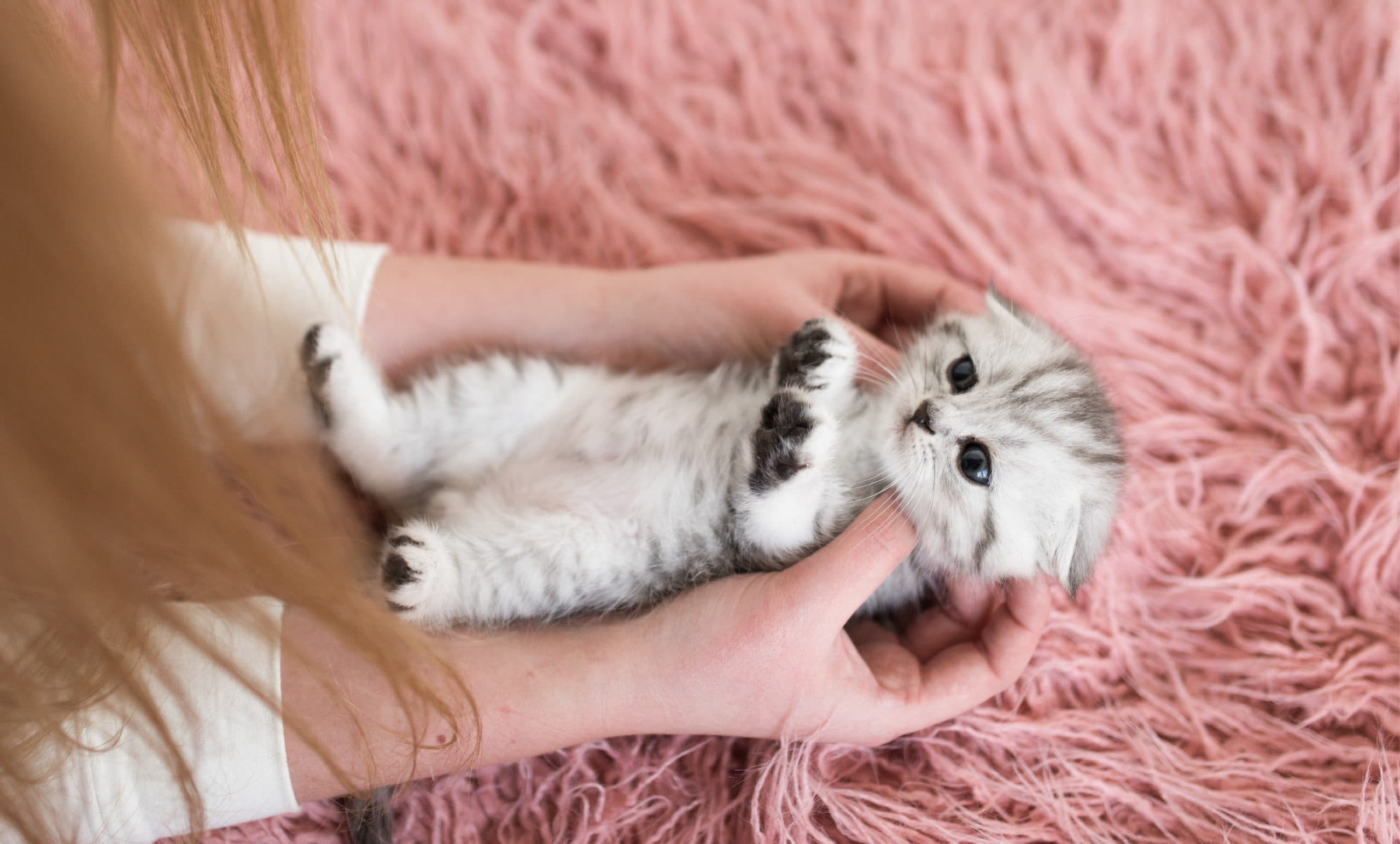 Panamá celebra el Día Internacional del Gato: más que maullidos, una lección de amor y cuidado